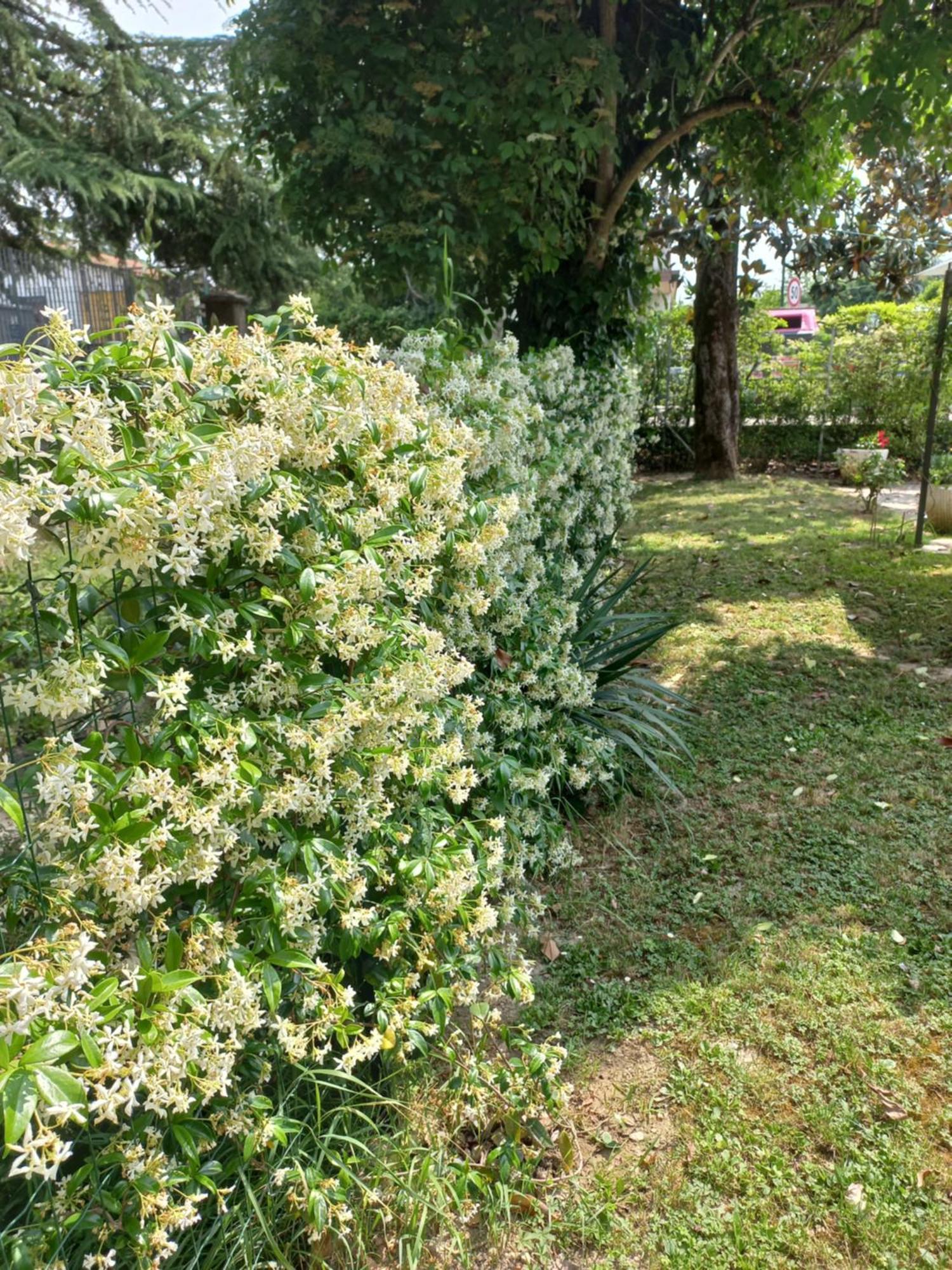 Appartamento Le Magnolie 2 Mestre Exterior foto